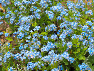 Little blue forget-me-not inflorescences on a green background of grass growing in the garden on a spring sunny day in the garden