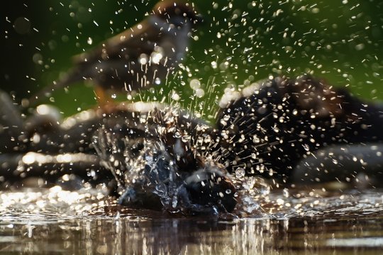 The House sparrow, Passer domesticus, male sprays water while bathing. Czechia. Europe.