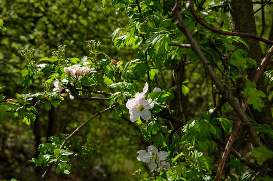 
white-pink flowers in the park