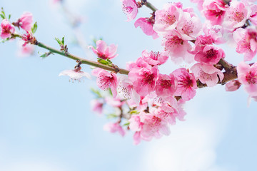 beginning of spring blooming downy peach buds pink colors