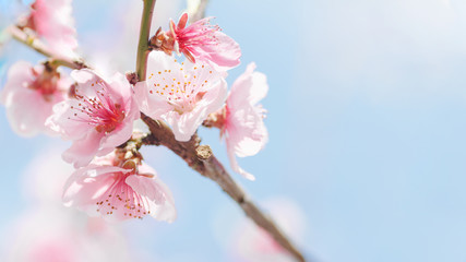 beginning of spring blooming downy peach buds pink colors