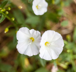 White flowers. Calystegia sepium.