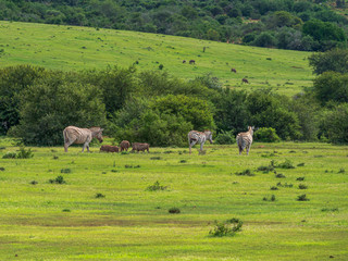 Zebra Family at South Africa grass park landscape