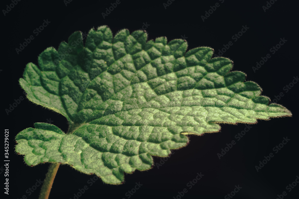 Poster close up beautiful green leaf pattern background texture for design. macro photography view.