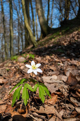 Wood anemone growing among deal leaves with some beech trees in the background.