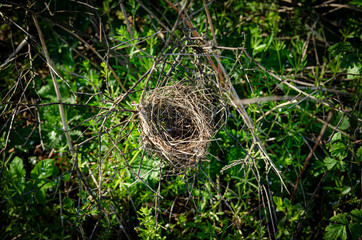 
abandoned bird's nest in a tree