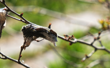 Cocoon of fluffy caterpillars on a Bush. The birth of a new life, the concept of pests in the garden and in the garden