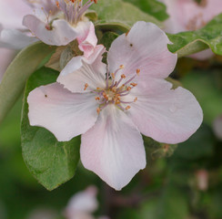 beautiful apple tree flower after rain with drops of water on a background of leaves, macro,