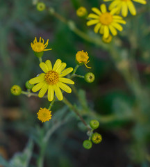 spring yellow daisy close-up on a blurred background 