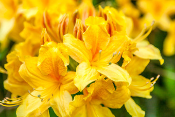 Obraz na płótnie Canvas Rhododendron luteum, the yellow azalea or honeysuckle azalea flowers close up. Backgroun