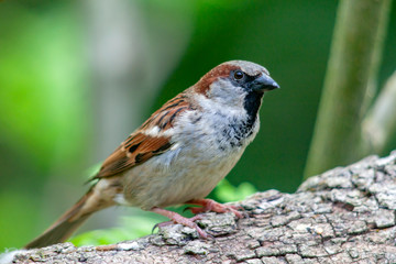Moineau domestique sur la branche