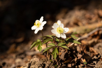 Wood anemone growing among dead leaves on a beech forest. 