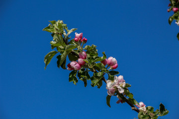 branch of a fruit tree with flowers and blue sky background