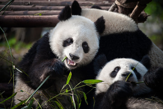 Three cute giant panda bears eating bamboo
