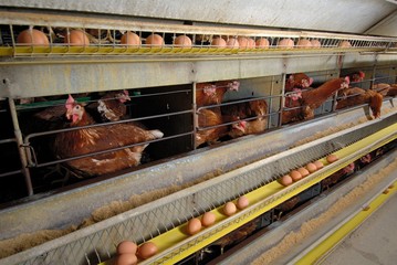 Poules pondeuses en batteries