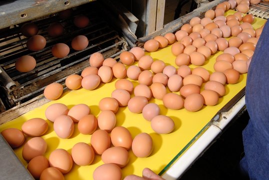 Poules pondeuses, atelier conditionnement oeufs
