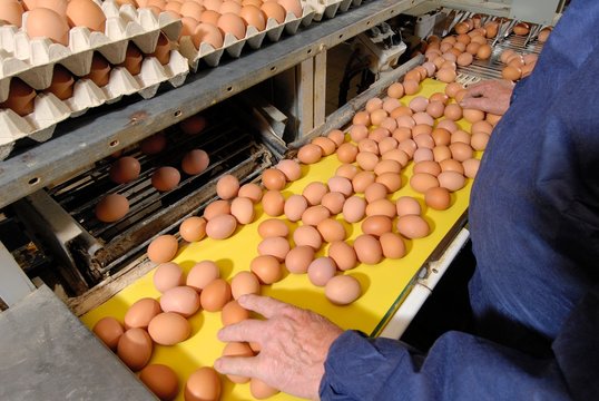 Poules pondeuses, atelier conditionnement oeufs