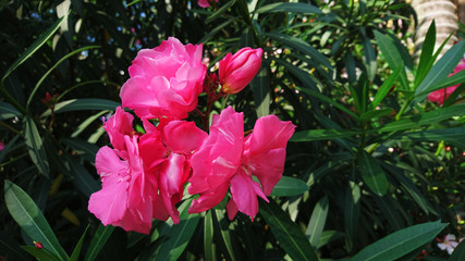 Oleander flower plant landscape