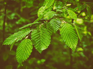 fresh green leaves