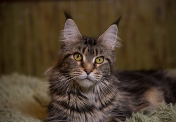 Obraz premium portrait of a cat