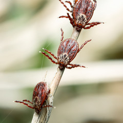 Group of mites sitting on a blade of a dry grass in nature macro