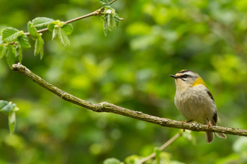 Reyezuelo listado (Regulus ignicapilla), posado sobre la rama con fondo verde.