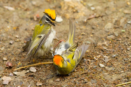 Reyezuelo listado ( Regulus ignicapilla), dos machos peleandose en el suelo.