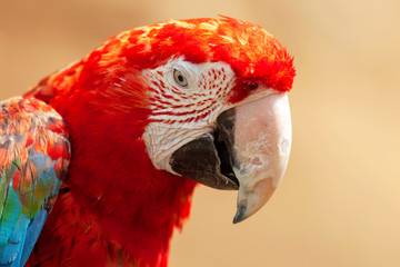 Tête de ara à ailes vertes en gros plan  © guitou60