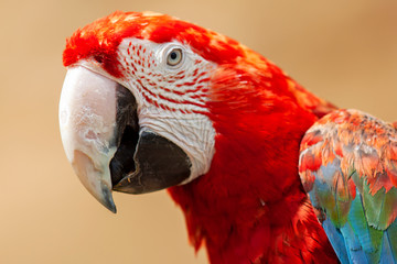 Tête de ara à ailes vertes en gros plan  © guitou60