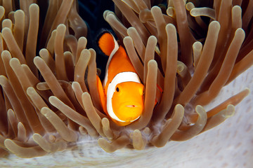Clown Anemonefish (Amphiprion ocellaris, aka Ocallaris Clownfish) in Anemone. Raja Ampat, Indonesia
