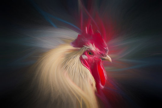 Rooster motion and paint effect
