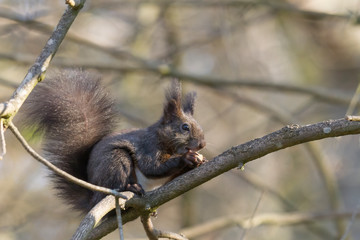 European brown squirrel in winter coat on a branch in the forest