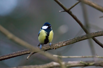 great tit on a branch