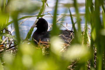 Eine Blässralle auf ihrem Nest zwischen Schilfhalmen