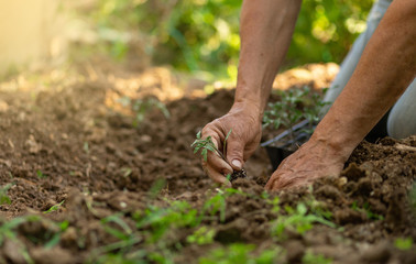 Man farmer planting tomato seedlings in garden outdoors. Strong hands close up. Sunny whether. Organic growing