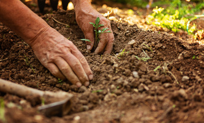 closeup hand of person holding abundance soil with young plant in hand for agriculture or planting peach nature concept.