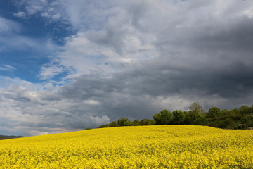 Obraz premium yellow rape field