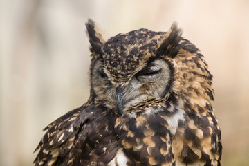  owl looks into the camera