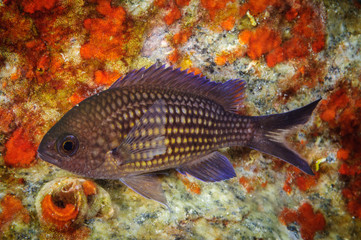 a damsel fish (Chromis chromis) near a rock colored by sponges