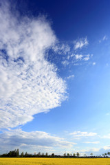 Obłoki i chmury na błękitnym niebie nad polem kwitnącego rzepaku.	