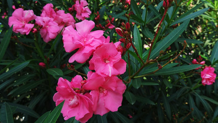 Oleander flower plant landscape