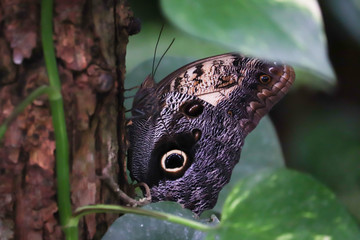 Obraz premium Giant Owl (Caligo memnon)