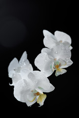 Fototapeta na wymiar White Orchid covered with water drops isolated on a black background.