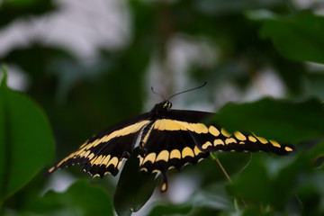 King swallowtail (Papilio thoas or thoas swallowtail)