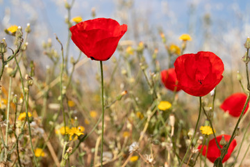 Obraz premium Red poppies on a background of yellow flowers and dry grass close-up