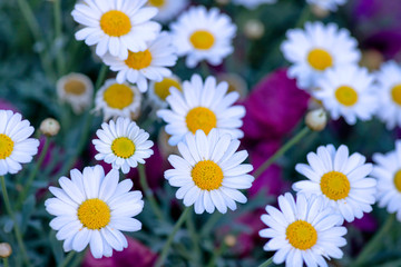 Glade of white daisy flowers closeup top view on a blurred background