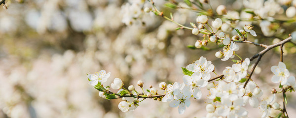 Branches of cherry blossoms. Light vintage cross-processing and panoramic frame. Springtime concept