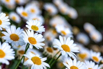 Fototapeta premium Glade of white daisy flowers closeup side view on a blurred background