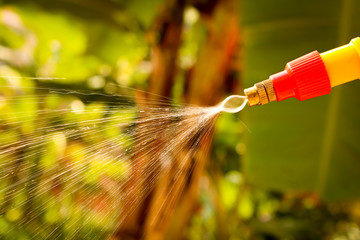gardener watering the lawn in the garden