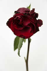 Fototapeta premium rosa rossa con sfondo bianco
